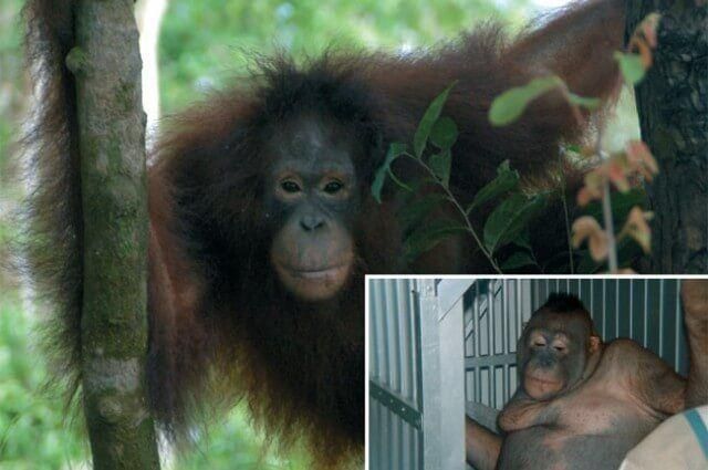 Бритая обезьяна была секс-рабыней в деревне на Борнео