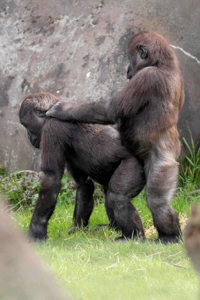 Молодые самцы горилл играют в геев