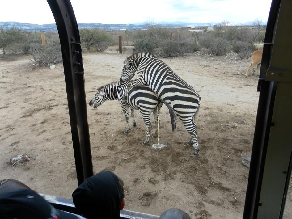 Самцы зебры занимаются сексом в экстремальных условиях