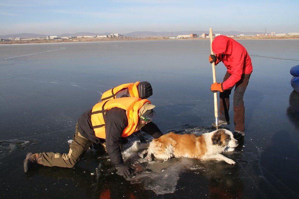 Собака вмерзла в лед в Чите