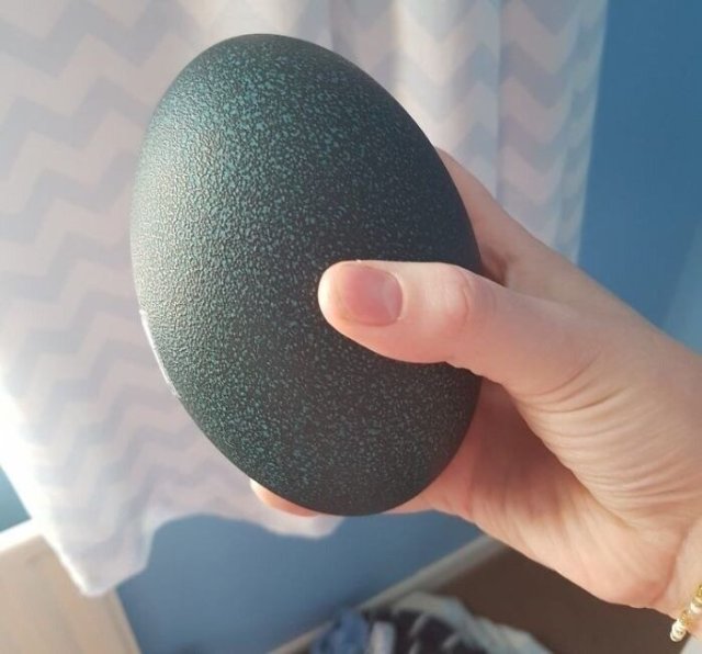 Девушка купила в интернете драконье яйцо и положила его в инкубатор