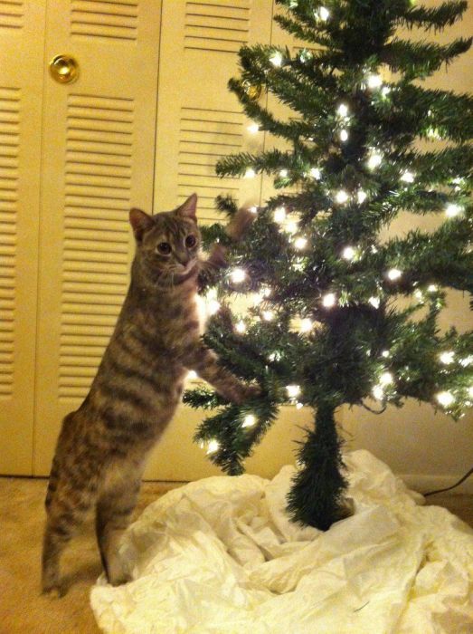 Как обезопасить елку от кота - лайфхак (9 фото)
