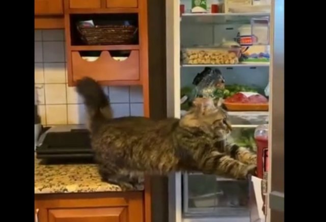 Этот кот явно очень голоден
