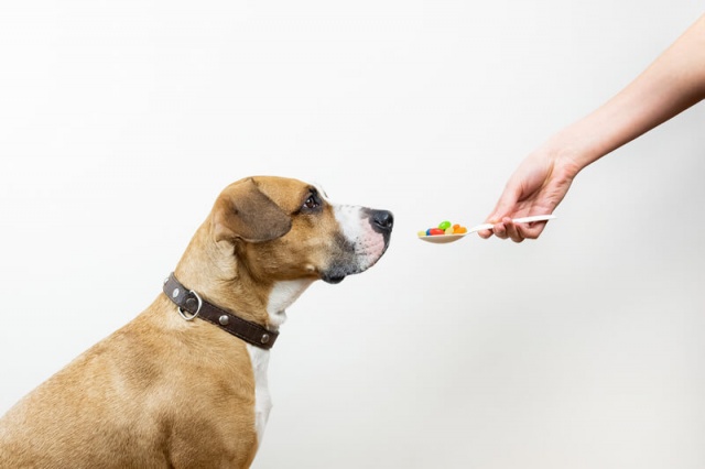 Действующее лекарство от клещей и блох для собак