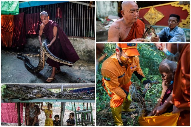 Монах создал змеиное убежище в монастыре