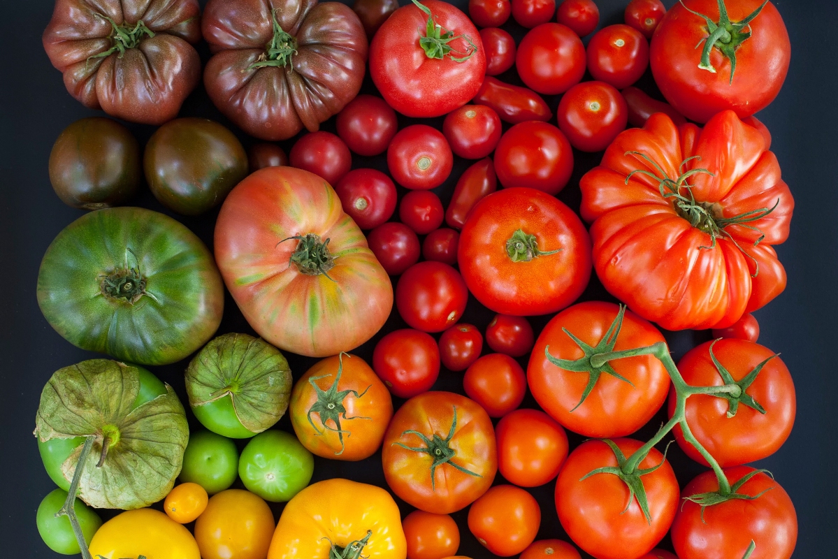 Как выбрать семена томатов?