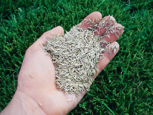 Как правильно посеять газонную траву весной своими руками