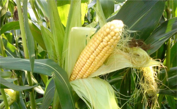 Урожайные гибриды кукурузы на посев