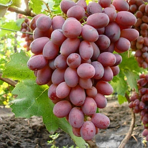Саженцы винограда: большой выбор сортов в каталоге компании CIB