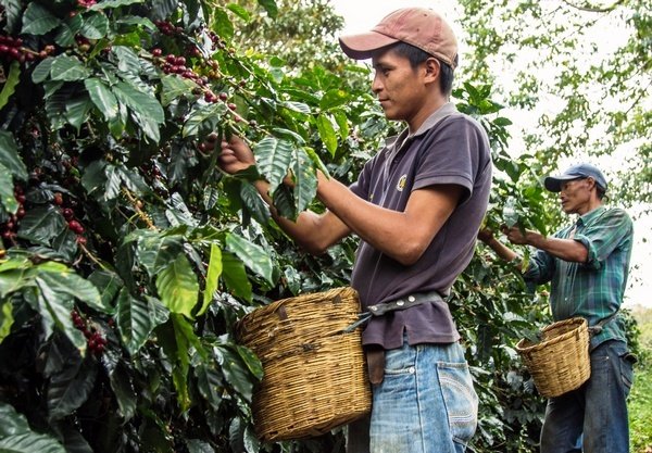 Как климат плантации влияет на вкус кофе?