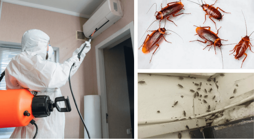 ДЭЗ служба Фаворит – гарантированное уничтожение насекомых, грызунов и вирусов