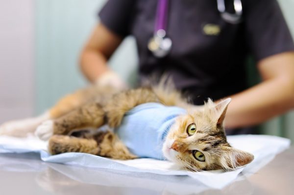 Стерилизация кошек в Центре доктора Базылевского в Минске
